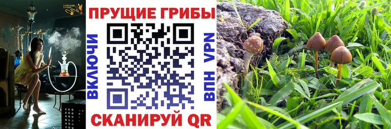 Псилоцибиновые грибы GOLDEN TEACHER  Купить  Долинск 